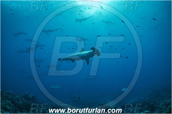 Isla Darwin, Galapagos islands, Ecuador, Pacific ocean, Sphyrna lewini, Sphyrna, Sphyrnidae, Elasmobranchii, Scalloped Hammerhead, Hammerhead, Shark, Fish, Fish school, Reef