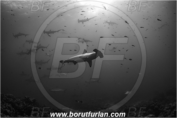 Isla Darwin, Galapagos islands, Ecuador, Pacific ocean, Sphyrna lewini, Sphyrna, Sphyrnidae, Elasmobranchii, Scalloped Hammerhead, Hammerhead, Shark, Fish, Fish school, Reef, Black&white