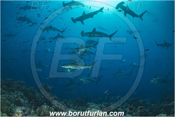Isla Darwin, Galapagos islands, Ecuador, Pacific ocean, Sphyrna lewini, Sphyrna, Sphyrnidae, Elasmobranchii, Scalloped Hammerhead, Hammerhead, Shark, Fish, Fish school, Reef