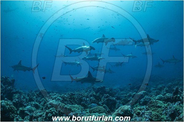 Isla Darwin, Galapagos islands, Ecuador, Pacific ocean, Sphyrna lewini, Sphyrna, Sphyrnidae, Elasmobranchii, Scalloped Hammerhead, Hammerhead, Shark, Fish, Fish school, Reef