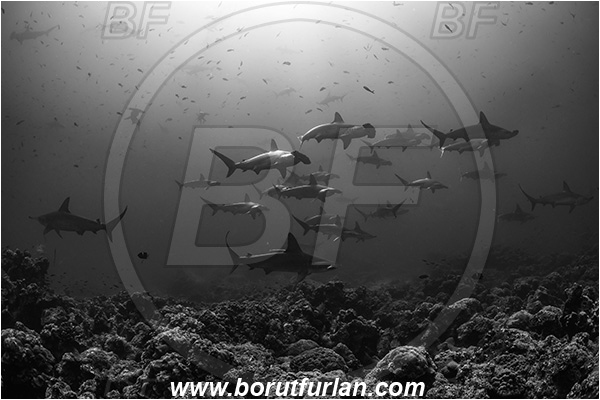 Isla Darwin, Galapagos islands, Ecuador, Pacific ocean, Sphyrna lewini, Sphyrna, Sphyrnidae, Elasmobranchii, Scalloped Hammerhead, Hammerhead, Shark, Fish, Fish school, Reef, Black&white