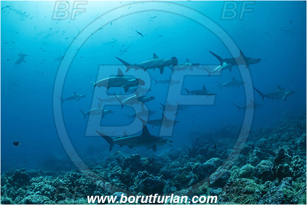 Isla Darwin, Galapagos islands, Ecuador, Pacific ocean, Sphyrna lewini, Sphyrna, Sphyrnidae, Elasmobranchii, Scalloped Hammerhead, Hammerhead, Shark, Fish, Fish school, Reef