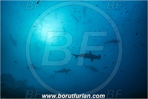 Isla Darwin, Galapagos islands, Ecuador, Pacific ocean, Sphyrna lewini, Sphyrna, Sphyrnidae, Elasmobranchii, Scalloped Hammerhead, Hammerhead, Shark, Fish, Fish school, Reef