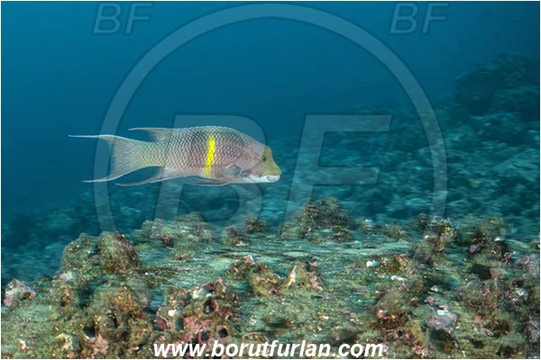 Isla Wolf, Galapagos islands, Ecuador, Pacific ocean, Bodianus diplotaenia, Bodianus, Labridae, Mexican hogfish - male, Hogfish, Fish, Reef