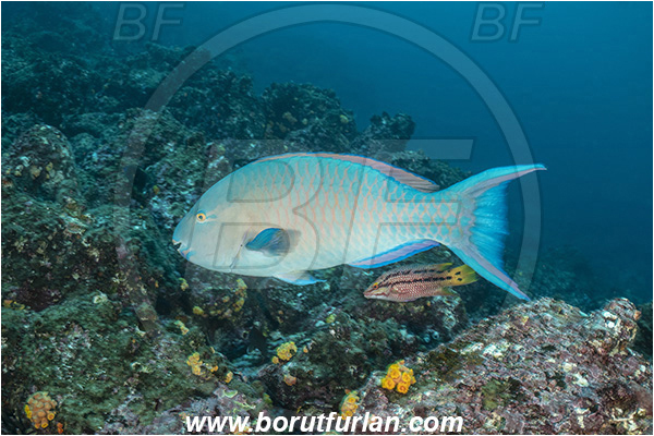 Isla Wolf, Galapagos islands, Ecuador, Pacific ocean, Fish, Reef, Scarus ghobban, Scarus, Scaridae, Blue-barred parrotfish, Bluechin parrotfish, Parrotfish