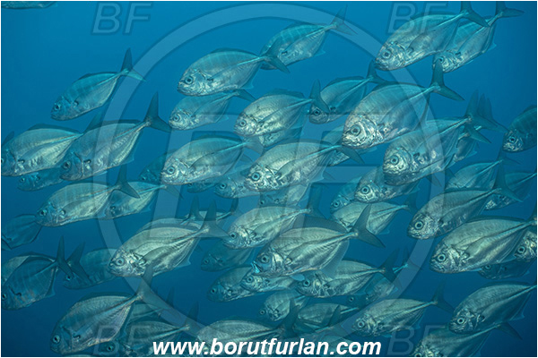 Isla Wolf, Galapagos islands, Ecuador, Pacific ocean, Uraspis secunda, Uraspis, Carangidae, Cottonmouth Jack, Cottonmouth Trevally, Trevally, Fish, Fish school