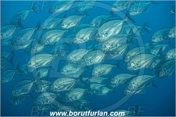 Isla Wolf, Galapagos islands, Ecuador, Pacific ocean, Uraspis secunda, Uraspis, Carangidae, Cottonmouth Jack, Cottonmouth Trevally, Trevally, Fish, Fish school