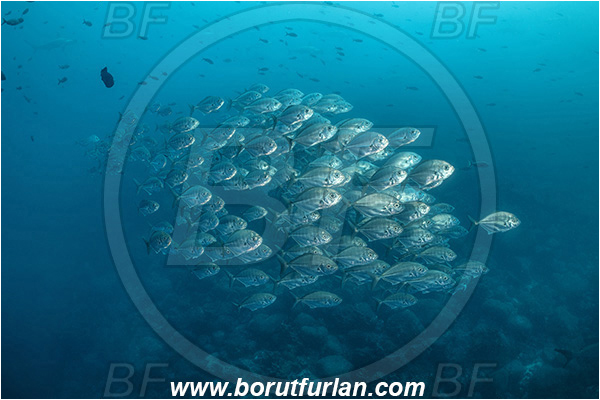 Isla Wolf, Galapagos islands, Ecuador, Pacific ocean, Uraspis secunda, Uraspis, Carangidae, Cottonmouth Jack, Cottonmouth Trevally, Trevally, Fish, Fish school