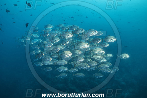 Isla Wolf, Galapagos islands, Ecuador, Pacific ocean, Uraspis secunda, Uraspis, Carangidae, Cottonmouth Jack, Cottonmouth Trevally, Trevally, Fish, Fish school