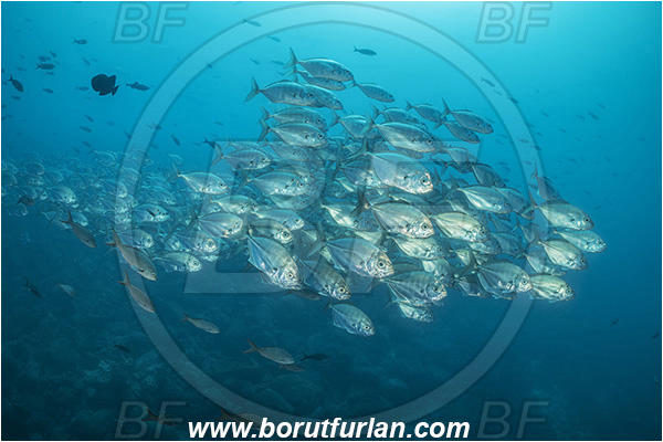 Isla Wolf, Galapagos islands, Ecuador, Pacific ocean, Uraspis secunda, Uraspis, Carangidae, Cottonmouth Jack, Cottonmouth Trevally, Trevally, Fish, Fish school