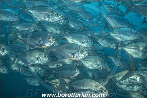 Isla Wolf, Galapagos islands, Ecuador, Pacific ocean, Uraspis secunda, Uraspis, Carangidae, Cottonmouth Jack, Cottonmouth Trevally, Trevally, Fish, Fish school