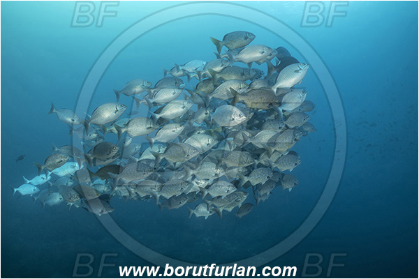 Isla Wolf, Galapagos islands, Ecuador, Pacific ocean, Kyphosus analogus, Kyphosus, Kyphosidae, Blue-bronze chub, Chub, Fish, Fish school