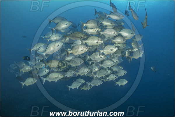 Isla Wolf, Galapagos islands, Ecuador, Pacific ocean, Kyphosus analogus, Kyphosus, Kyphosidae, Blue-bronze chub, Chub, Fish, Fish school