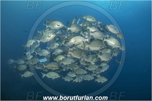Isla Wolf, Galapagos islands, Ecuador, Pacific ocean, Kyphosus analogus, Kyphosus, Kyphosidae, Blue-bronze chub, Chub, Fish, Fish school