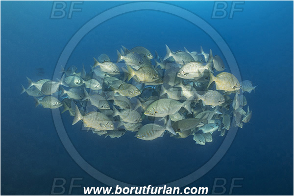 Isla Wolf, Galapagos islands, Ecuador, Pacific ocean, Kyphosus analogus, Kyphosus, Kyphosidae, Blue-bronze chub, Chub, Fish, Fish school