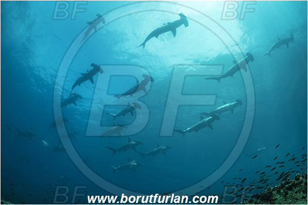Isla Wolf, Galapagos islands, Ecuador, Pacific ocean, Sphyrna lewini, Sphyrna, Sphyrnidae, Elasmobranchii, Scalloped Hammerhead, Hammerhead, Shark, Fish, Fish school