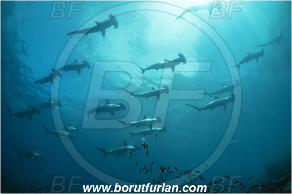 Isla Wolf, Galapagos islands, Ecuador, Pacific ocean, Sphyrna lewini, Sphyrna, Sphyrnidae, Elasmobranchii, Scalloped Hammerhead, Hammerhead, Shark, Fish, Fish school