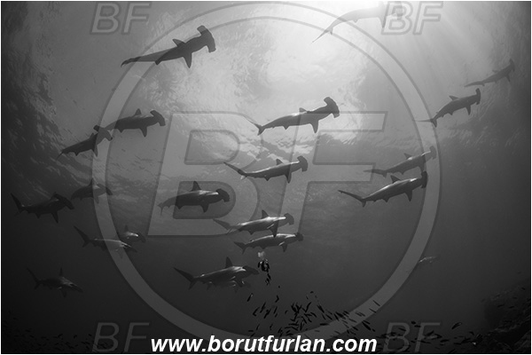 Isla Wolf, Galapagos islands, Ecuador, Pacific ocean, Sphyrna lewini, Sphyrna, Sphyrnidae, Elasmobranchii, Scalloped Hammerhead, Hammerhead, Shark, Fish, Fish school, Black&white