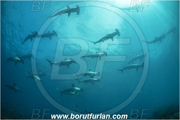 Isla Wolf, Galapagos islands, Ecuador, Pacific ocean, Sphyrna lewini, Sphyrna, Sphyrnidae, Elasmobranchii, Scalloped Hammerhead, Hammerhead, Shark, Fish, Fish school