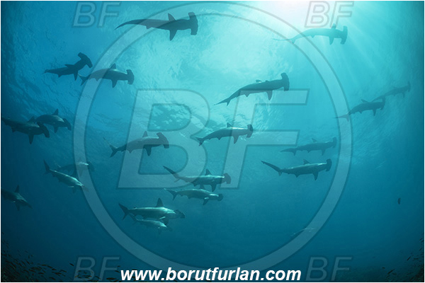 Isla Wolf, Galapagos islands, Ecuador, Pacific ocean, Sphyrna lewini, Sphyrna, Sphyrnidae, Elasmobranchii, Scalloped Hammerhead, Hammerhead, Shark, Fish, Fish school