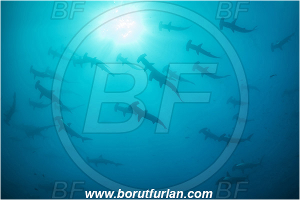 Isla Wolf, Galapagos islands, Ecuador, Pacific ocean, Sphyrna lewini, Sphyrna, Sphyrnidae, Elasmobranchii, Scalloped Hammerhead, Hammerhead, Shark, Fish, Fish school