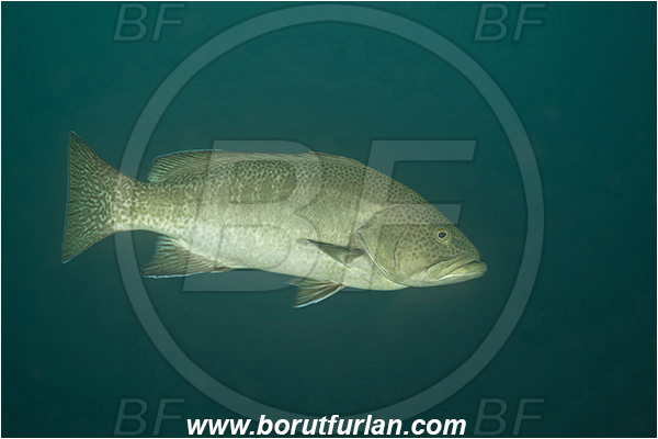 Isla Isabela, Galapagos islands, Ecuador, Pacific ocean, Serranidae, Grouper, Fish, Mycteroperca rosacea, Mycteroperca, Leopard grouper