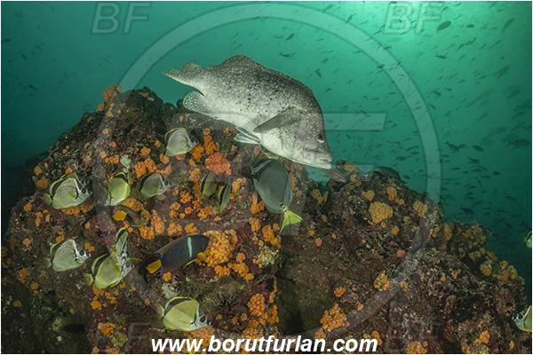 Isla Isabela, Galapagos islands, Ecuador, Pacific ocean, Dermatolepis dermatolepis, Dermatolepis, Serranidae, Leather bass, Grouper, Johnrandallia nigrirostris, Johnrandallia, Chaetodontidae, Blacknosed butterflyfish, Butterflyfish, Fish, Fish school, Reef