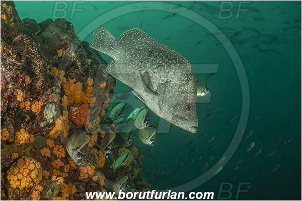 Isla Isabela, Galapagos islands, Ecuador, Pacific ocean, Dermatolepis dermatolepis, Dermatolepis, Serranidae, Leather bass, Grouper, Johnrandallia nigrirostris, Johnrandallia, Chaetodontidae, Blacknosed butterflyfish, Butterflyfish, Fish, Fish school, Reef