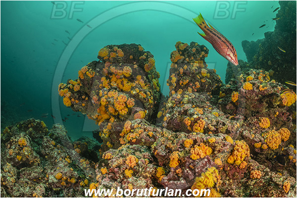 Isla Isabela, Galapagos islands, Ecuador, Pacific ocean, Tubastraea coccinea, Tubastraea, Dendrophylliidae, Sun coral, Cup coral, Anthozoa, Cnidaria, Cnidarian, Reef