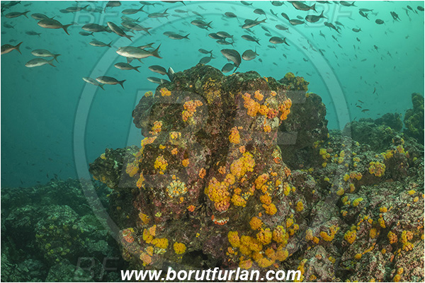 Isla Isabela, Galapagos islands, Ecuador, Pacific ocean, Tubastraea coccinea, Tubastraea, Dendrophylliidae, Sun coral, Cup coral, Anthozoa, Cnidaria, Cnidarian, Reef, Fish school