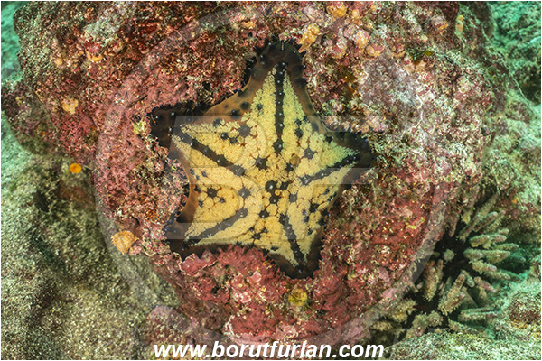 Isla Isabela, Galapagos islands, Ecuador, Pacific ocean, Nidorellia armata, Nidorellia, Oreasteridae, Asteroidea, Echinodermata, Echinoderm, Chocolate Chip Starfish, Starfish