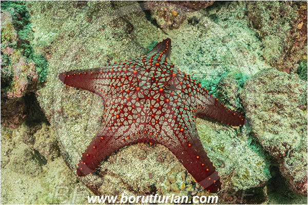 Isla Isabela, Galapagos islands, Ecuador, Pacific ocean, Pentaceraster cumingi, Pentaceraster, Oreasteridae, Echinoderm, Echinodermata, Panamic Cushion Starfish, Starfish