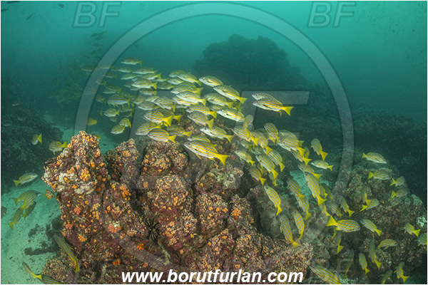 Isla Isabela, Galapagos islands, Ecuador, Pacific ocean, Lutjanus viridis, Lutjanus, Lutjanidae, Blue and gold snapper, Snapper, Fish, Fish school, Reef