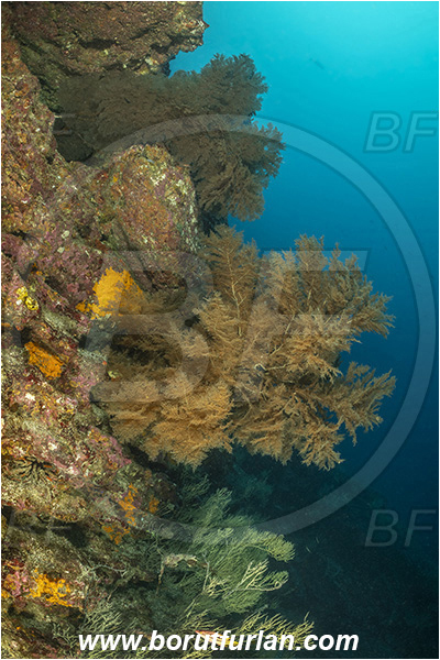 Isla San Salvador, Galapagos islands, Ecuador, Pacific ocean, Antipathes sp., Antipathes, Antipathidae, Black coral, Coral, Anthozoa, Cnidaria, Cnidarian, Reef