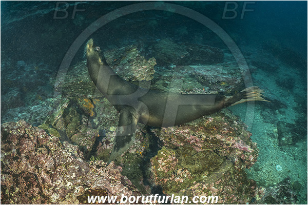 Isla San Salvador, Galapagos islands, Ecuador, Pacific ocean, Mammalia, Mammalian, Reef, Seal, Zalophus, Zalophus wollebaeki, Galapagos sea lion, Sea lion