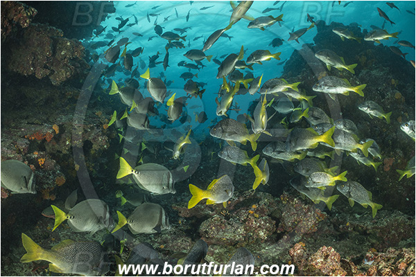 Isla San Salvador, Galapagos islands, Ecuador, Pacific ocean, Prionurus laticlavius, Prionurus, Acanthuridae, Razor Surgeonfish, Surgeonfish, Anisotremus interruptus, Anisotremus, Haemulidae, Burito grunt, Grunt, Fish, Fish school, Reef