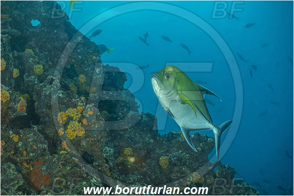 Isla San Salvador, Galapagos islands, Ecuador, Pacific ocean, Caranx lugubris, Caranx, Carangidae, Black Trevally, Black Jack, Trevally, Jack, Fish, Reef