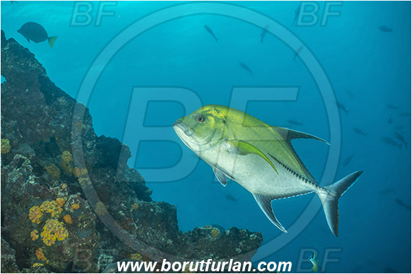 Isla San Salvador, Galapagos islands, Ecuador, Pacific ocean, Caranx lugubris, Caranx, Carangidae, Black Trevally, Black Jack, Trevally, Jack, Fish, Reef