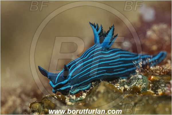 Isla Santa Cruz, Galapagos islands, Ecuador, Pacific ocean, Tambja mullineri, Tambja, Polyceridae, Gastropoda, Molusca, Molusc, Nudibranch, Sea slug, Blue-striped sea slug