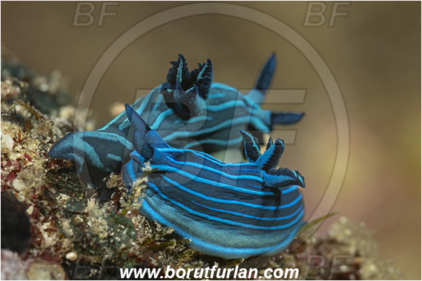 Isla Santa Cruz, Galapagos islands, Ecuador, Pacific ocean, Tambja mullineri, Tambja, Polyceridae, Gastropoda, Molusca, Molusc, Nudibranch, Sea slug, Blue-striped sea slug