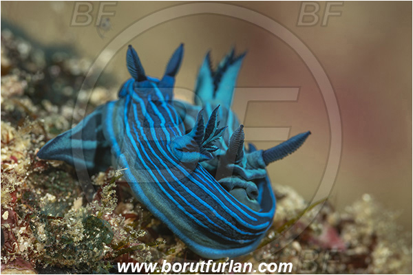 Isla Santa Cruz, Galapagos islands, Ecuador, Pacific ocean, Tambja mullineri, Tambja, Polyceridae, Gastropoda, Molusca, Molusc, Nudibranch, Sea slug, Blue-striped sea slug