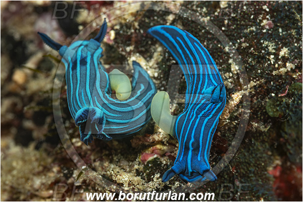 Isla Santa Cruz, Galapagos islands, Ecuador, Pacific ocean, Tambja mullineri, Tambja, Polyceridae, Gastropoda, Molusca, Molusc, Nudibranch, Sea slug, Blue-striped sea slug