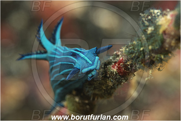 Isla Santa Cruz, Galapagos islands, Ecuador, Pacific ocean, Tambja mullineri, Tambja, Polyceridae, Gastropoda, Molusca, Molusc, Nudibranch, Sea slug, Blue-striped sea slug