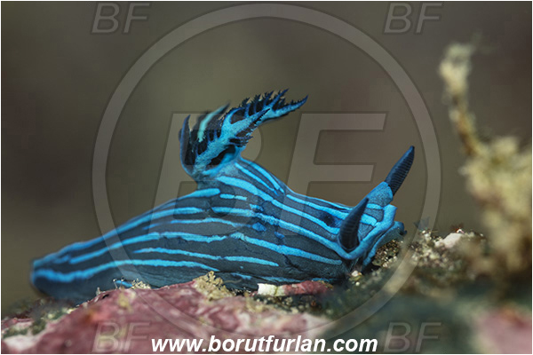 Isla Santa Cruz, Galapagos islands, Ecuador, Pacific ocean, Tambja mullineri, Tambja, Polyceridae, Gastropoda, Molusca, Molusc, Nudibranch, Sea slug, Blue-striped sea slug