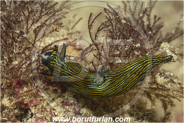 Isla Santa Cruz, Galapagos islands, Ecuador, Pacific ocean, Tyrannodoris leonis, Tyrannodoris, Polyceridae, Gastropoda, Molusca, Molusc, Nudibranch, Sea slug, Tyrannodoris nudibranch