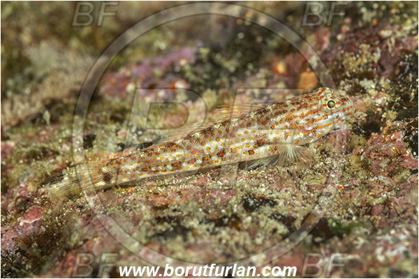 Isla Santa Cruz, Galapagos islands, Ecuador, Pacific ocean, Coryphopterus urospilus, Coryphopterus, Gobiidae, Fish, Redlight goby, Goby