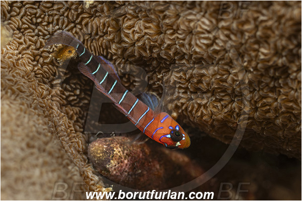 Isla Santa Cruz, Galapagos islands, Ecuador, Pacific ocean, Lythrypnus gilberti, Lythrypnus, Gobiidae, Fish, Bluebanded goby, Goby