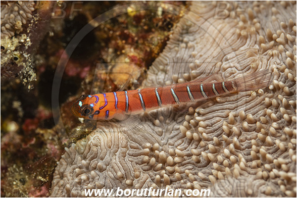 Isla Santa Cruz, Galapagos islands, Ecuador, Pacific ocean, Lythrypnus gilberti, Lythrypnus, Gobiidae, Fish, Bluebanded goby, Goby