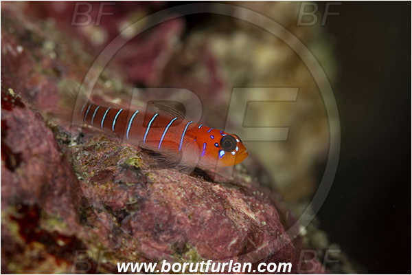 Isla Santa Cruz, Galapagos islands, Ecuador, Pacific ocean, Lythrypnus gilberti, Lythrypnus, Gobiidae, Fish, Bluebanded goby, Goby