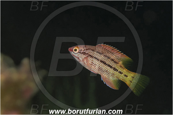 Isla Santa Cruz, Galapagos islands, Ecuador, Pacific ocean, Bodianus diplotaenia, Bodianus, Labridae, Mexican hogfish - female, Hogfish, Fish